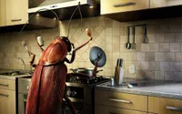 A cockroach in the kitchen